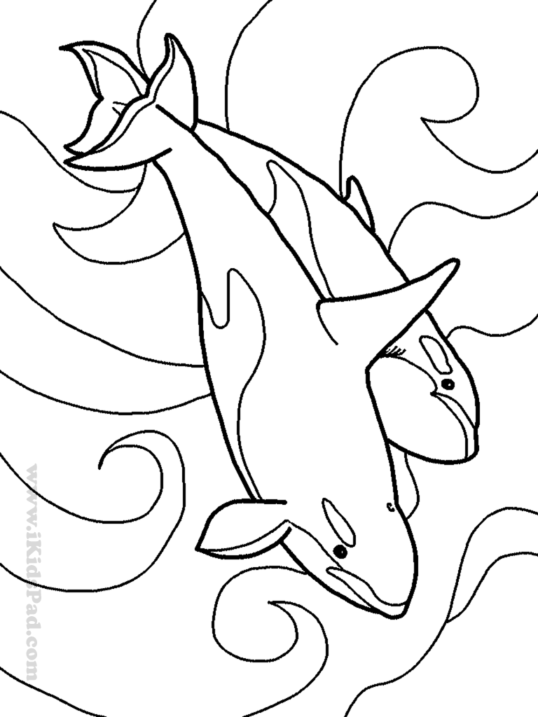 Dead Sea Animal Coloring Pages Coloring Pages For Applique 768x1024 Dead Sea Animal Coloring Pages Coloring Pages For Applique
