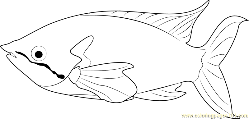 Other Fish Coloring Pages 800x383 Other Fish Coloring Pages