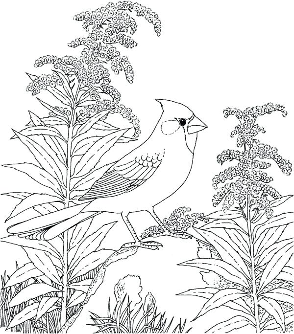 Cardinal Coloring Pages Goldfinch Cardinal Bird Stand On Dead Tree 600x683 Cardinal Coloring Pages Goldfinch Cardinal Bird Stand On Dead Tree