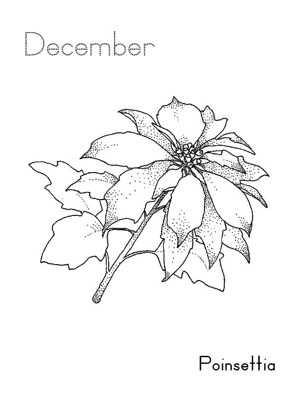 600x800 Poinsettia Coloring Page Color Poinsettia Coloring Page December