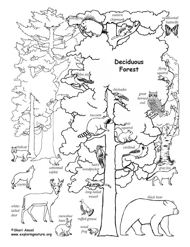 Deciduous Forest With Animals (Labeled) Coloring Page 612x792 Deciduous Forest With Animals (Labeled) Coloring Page