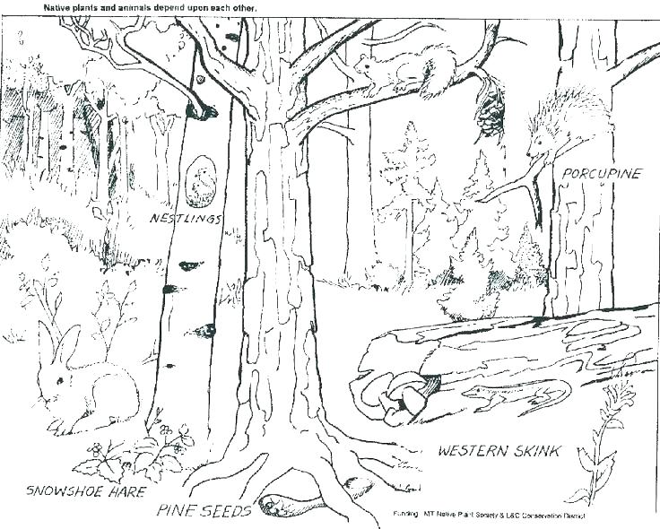 Forest Animals Coloring Pages Forest Animals Coloring Pages Forest 736x590 Forest Animals Coloring Pages Forest Animals Coloring Pages Forest