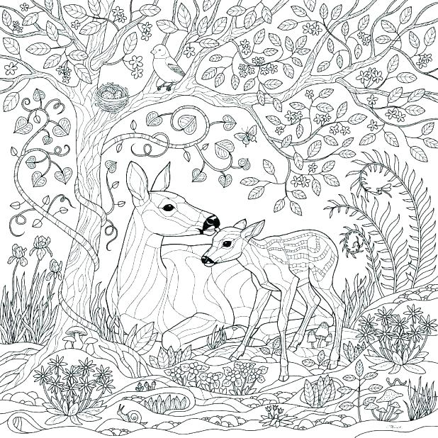 Forest Coloring Page Realistic Forest Coloring Pages To Amusing 618x618 Forest Coloring Page Realistic Forest Coloring Pages To Amusing