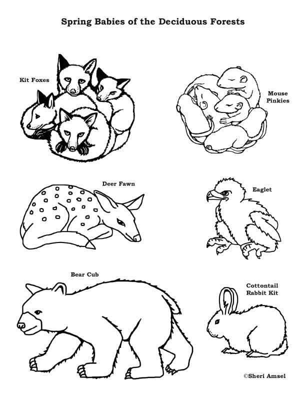 Baby Animals Of The Deciduous Forest Coloring Page 612x792 Baby Animals Of The Deciduous Forest Coloring Page