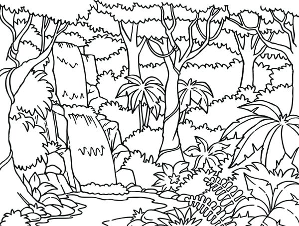 Temperate Deciduous Forest Coloring Pages The Tree Sun Bes 600x453 Temperate Deciduous Forest Coloring Pages The Tree Sun Bes