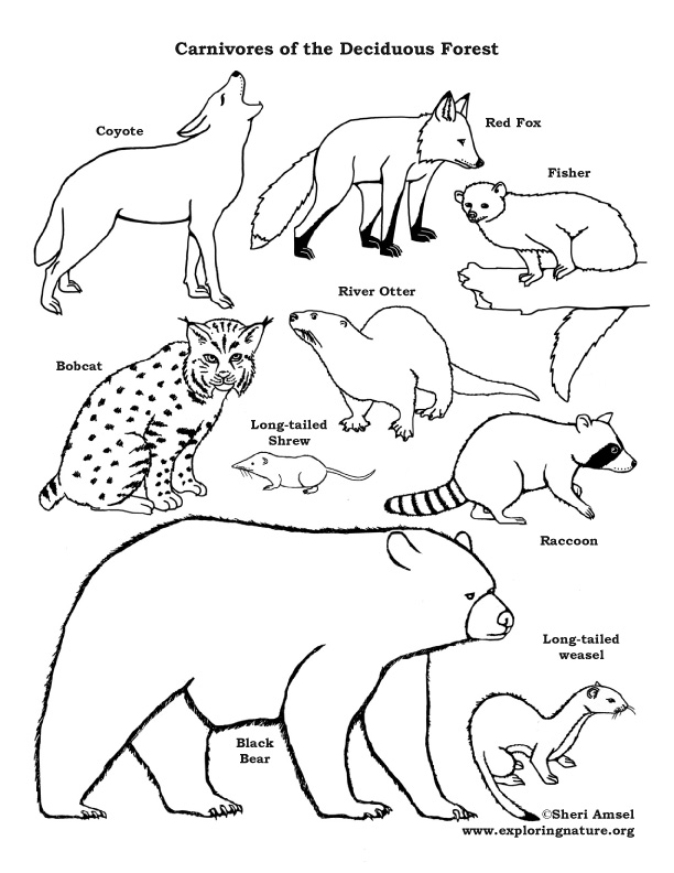 Carnivores Of The Deciduous Forest Coloring Page 612x792 Carnivores Of The Deciduous Forest Coloring Page