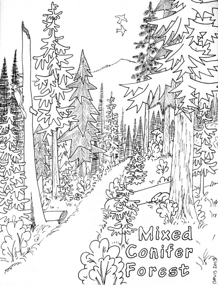 Coloring Pages Of Forest Home Jungle For Adults Deciduous Page 728x949 Coloring Pages Of Forest Home Jungle For Adults Deciduous Page