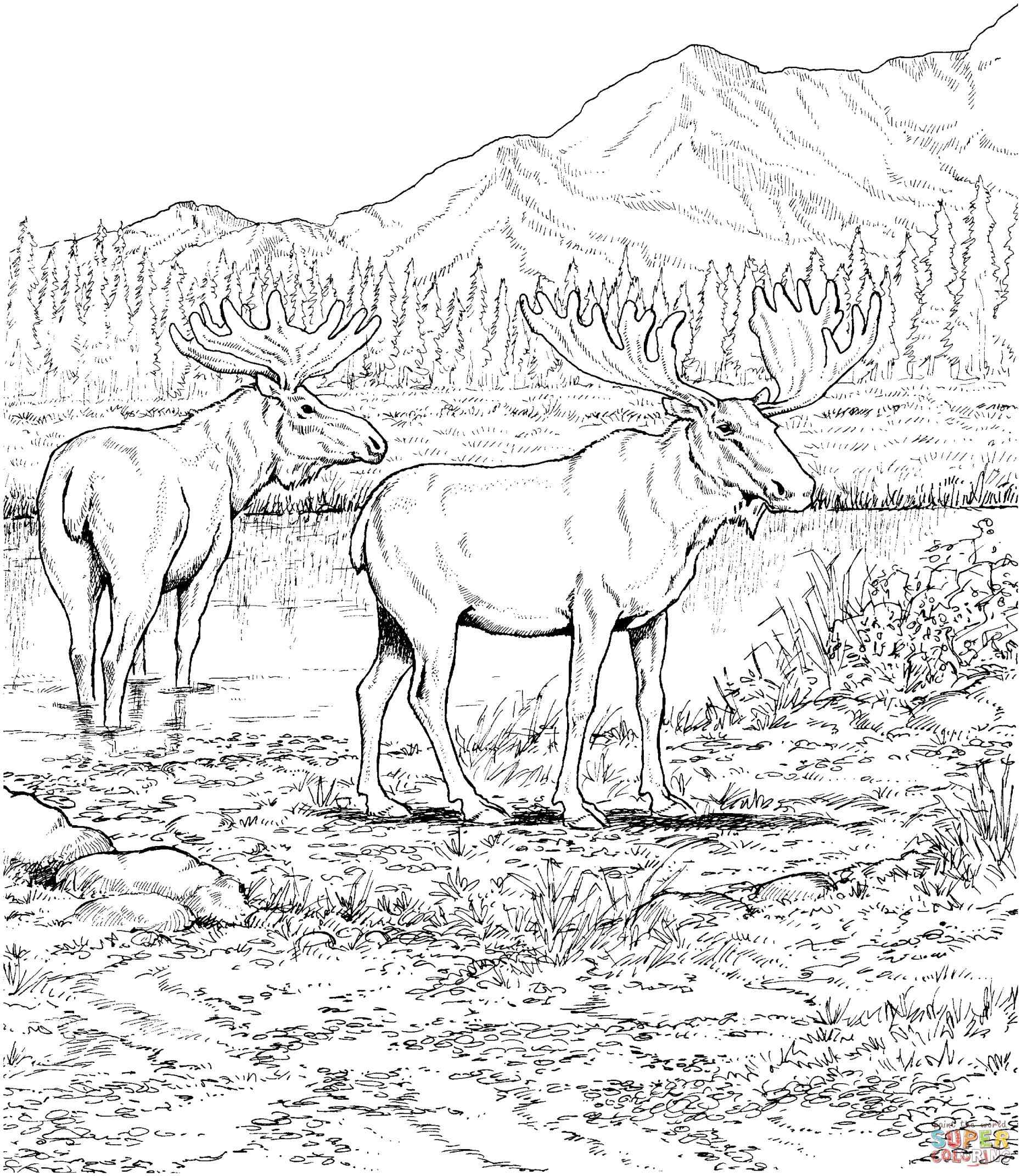 Deciduous Forest Animals Coloring Pages Online Coloring Printable 1860x2142 Deciduous Forest Animals Coloring Pages Online Coloring Printable