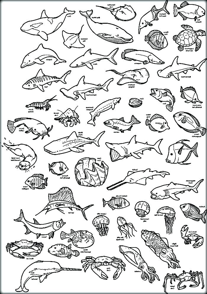 700x992 Ocean Animals Coloring Pages Ocean Animals Coloring Pages