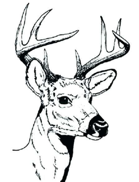 447x582 Deer Coloring Page Gator Coloring Pages Deer Coloring Pages Deer