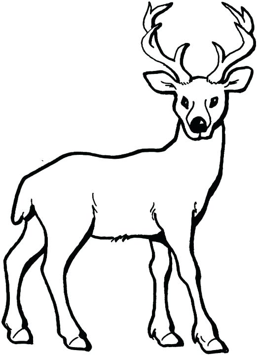 Deer Coloring Pages Deer Coloring Page Add Pipe Cleaner Antlers 521x720 Deer Coloring Pages Deer Coloring Page Add Pipe Cleaner Antlers