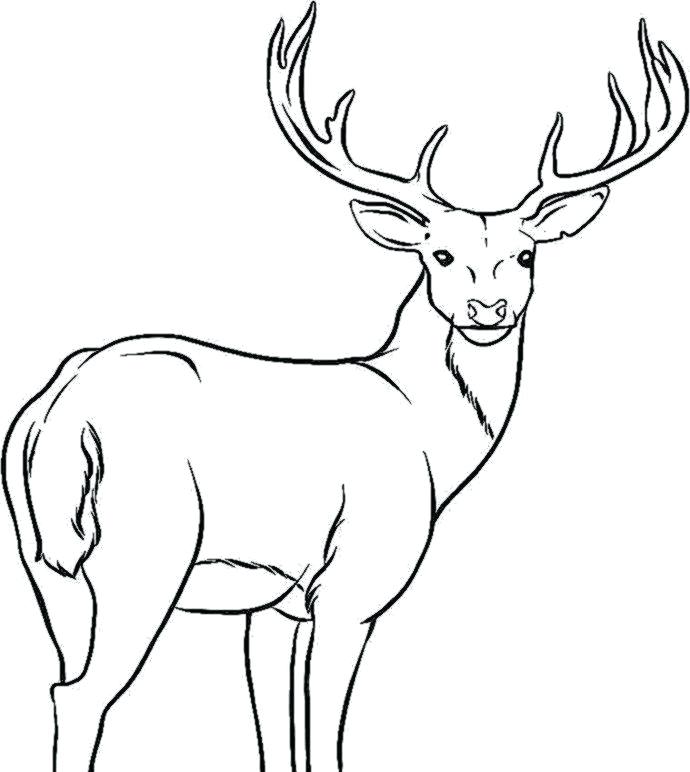 Deer Coloring Pages Deer Coloring Pages Deer Drawing Deer Print 690x772 Deer Coloring Pages Deer Coloring Pages Deer Drawing Deer Print