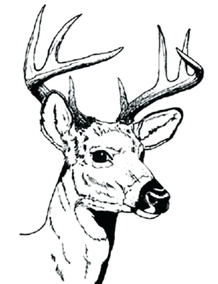 Deer Hunting Coloring Pages Deer Color Pages Free Deer Coloring 447x582 Deer Hunting Coloring Pages Deer Color Pages Free Deer Coloring