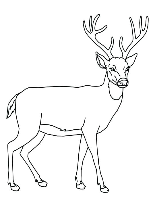 Deer Coloring Pages For Adults at GetColorings.com | Free printable ...