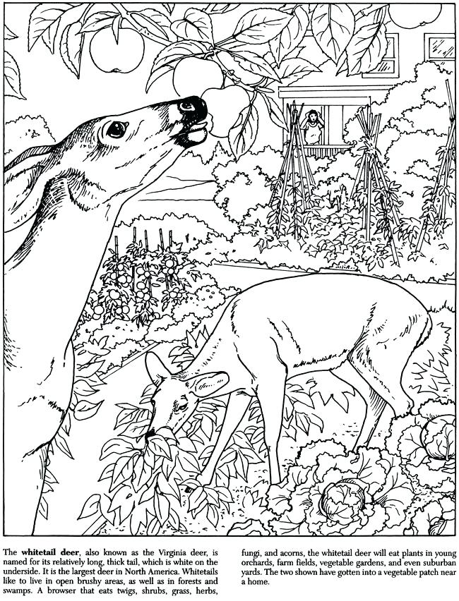 Deer Printable Coloring Pages Whitetail Deer Coloring Pages Deer 650x852 Deer Printable Coloring Pages Whitetail Deer Coloring Pages Deer