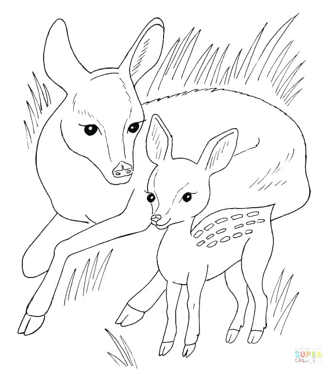 Free Deer Coloring Pages Baby Deer Coloring Pages Baby Animals 686x771 Free Deer Coloring Pages Baby Deer Coloring Pages Baby Animals