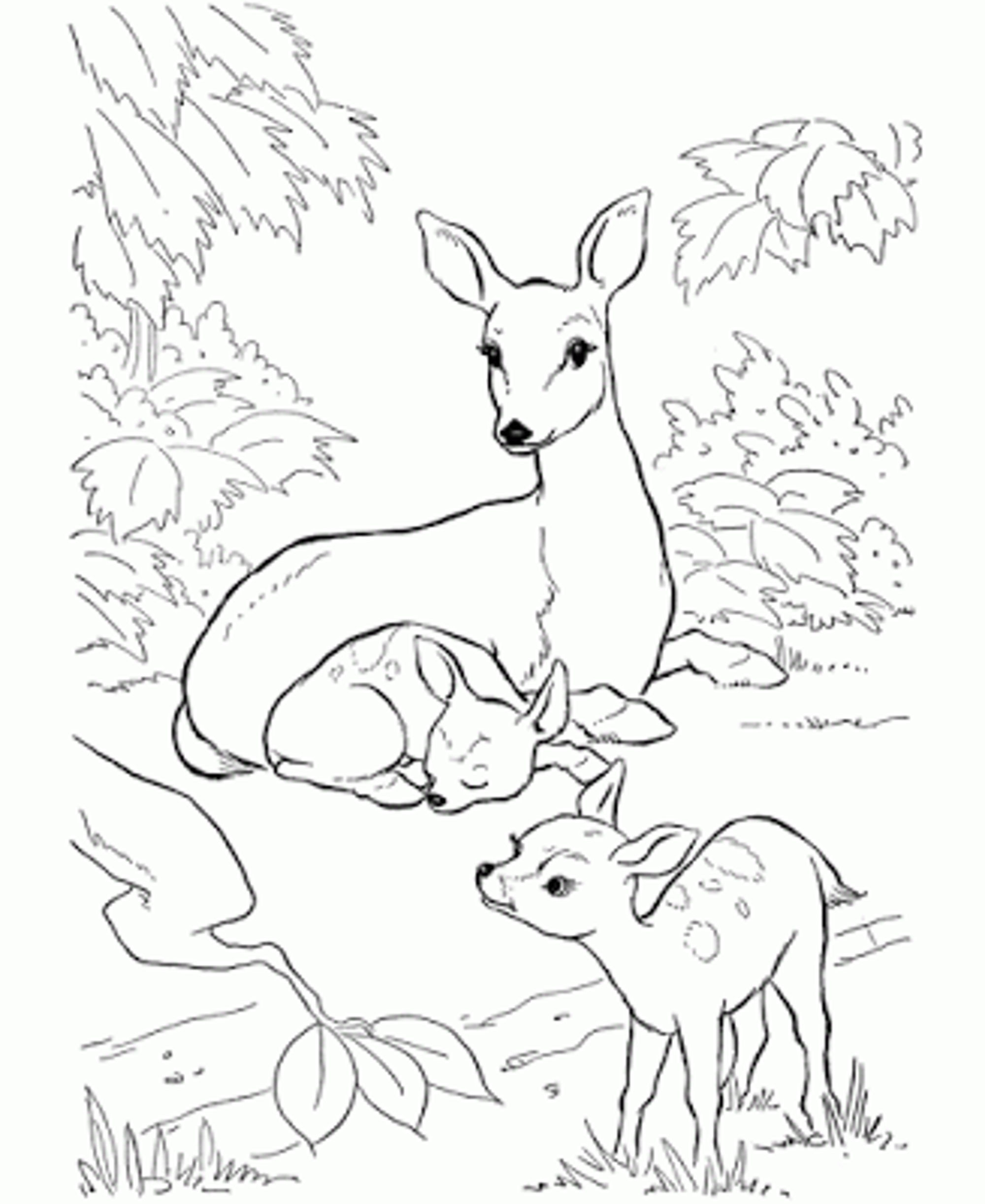 Baby Deer Coloring Page 5 2000x2446 Baby Deer Coloring Page 5