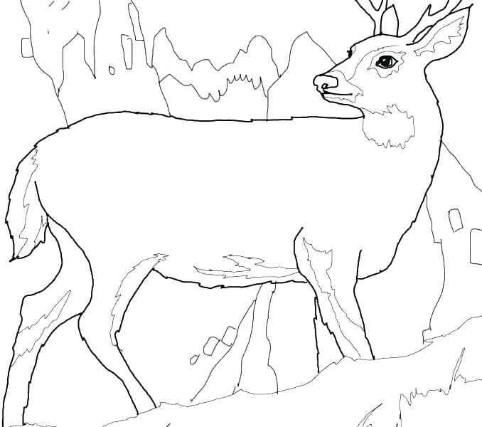 White Tailed Deer Coloring Page Whitetail Deer Coloring Pages 678x600 White Tailed Deer Coloring Page Whitetail Deer Coloring Pages