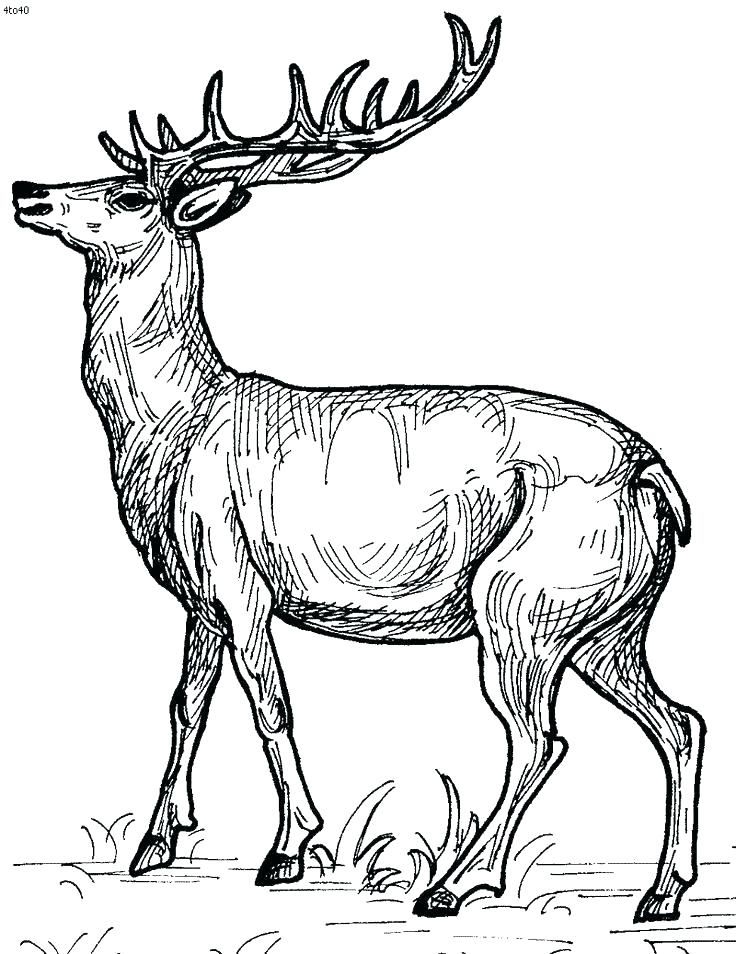 Whitetail Deer Coloring Pages Free Deer Coloring Pages Deer 736x954 Whitetail Deer Coloring Pages Free Deer Coloring Pages Deer