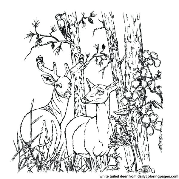 Whitetail Deer Coloring Pages 600x600 Whitetail Deer Coloring Pages