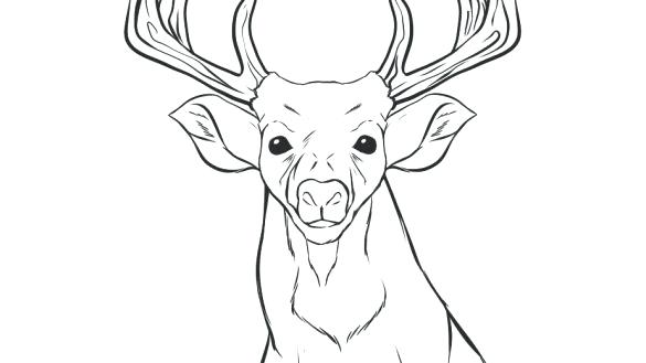 Elk Coloring Pages Elk Coloring Pages Elk Coloring Page Elk Large 585x329 Elk Coloring Pages Elk Coloring Pages Elk Coloring Page Elk Large