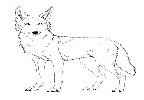 Gonoodle Coloring Pages Deer Coloring Pages Coyote Sheet Face 476x333 Gonoodle Coloring Pages Deer Coloring Pages Coyote Sheet Face
