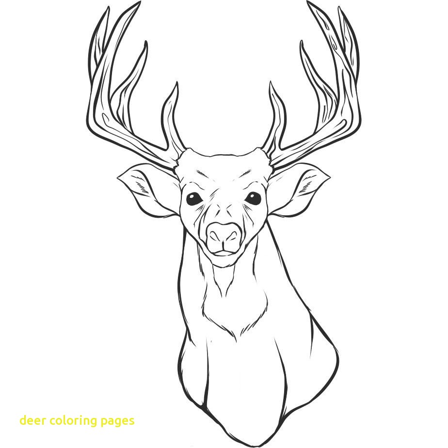 White Tail Deer Coloring Page Free Printable Pages Throughout 924x924 White Tail Deer Coloring Page Free Printable Pages Throughout