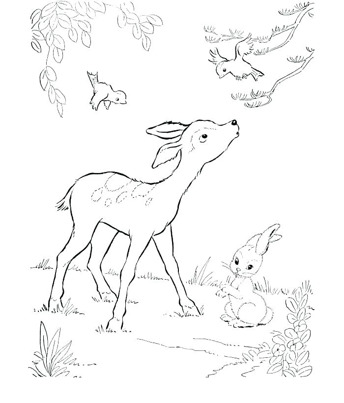 White Tailed Deer Coloring Page Deer Coloring Page Deer Coloring 700x820 White Tailed Deer Coloring Page Deer Coloring Page Deer Coloring