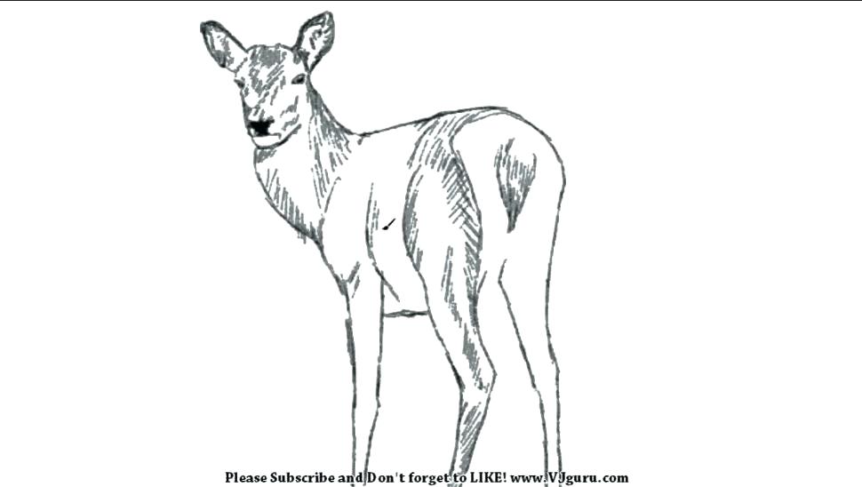 Coloring Pictures Deer Head Pages Printable Kids Colouring Picture 970x548 Coloring Pictures Deer Head Pages Printable Kids Colouring Picture