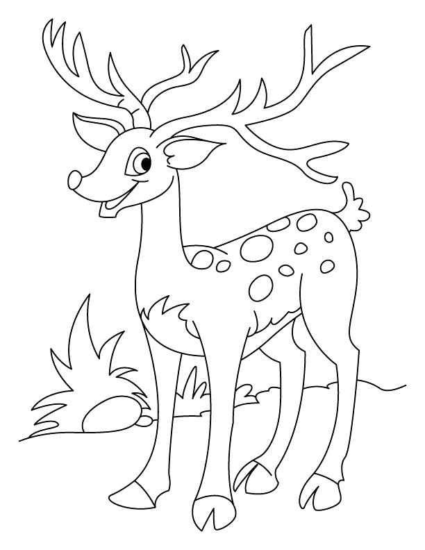 Deer Coloring Page Animal Coloring Pages Animal Coloring Pages Is 612x792 Deer Coloring Page Animal Coloring Pages Animal Coloring Pages Is