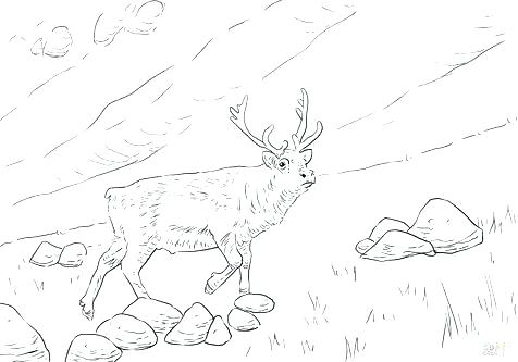 476x333 Deer Head Coloring Pages Deer Coloring Page For Kids Deer Head