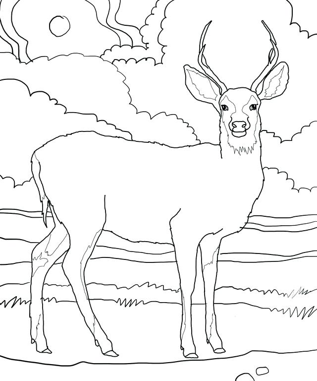 640x768 Deer Pictures To Print Deer Coloring Picture Deer Coloring Pages