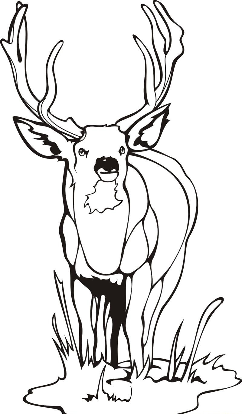 800x1369 Deer Coloring Pages