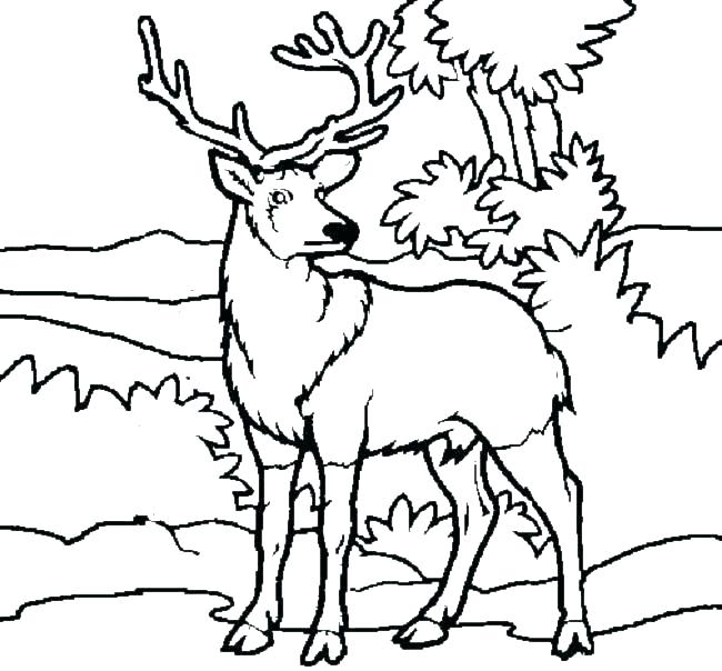 Deer Hunter Coloring Pages at GetColorings.com | Free printable ...