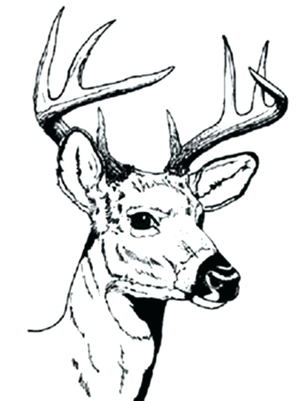 618x805 Hunting Coloring Pages Buffalo Hunt Coloring Page Download Bow