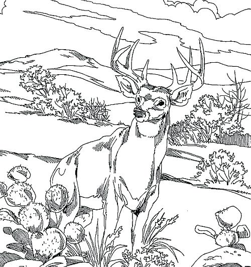 500x532 Hunting Coloring Pages Whitetail Deer Coloring Pages Info 4