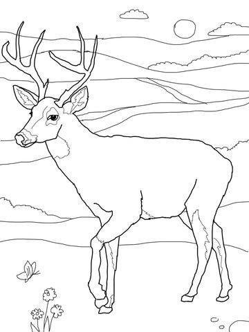 360x480 White Tailed Deer Coloring Page From White Tailed Deers Category