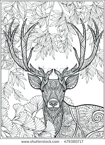 341x470 Deer Color Pages Coloring Pages Of Deer Coloring Page Deer Forest