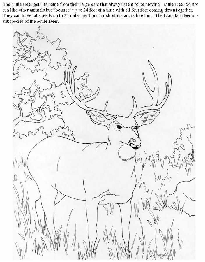 704x899 Deer Hunting Coloring Pages Muledeer2.jpg (146532 Bytes) Color