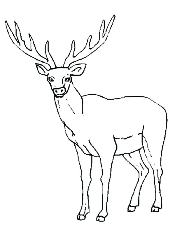 600x831 Elk Coloring Page Elk Coloring Page Elk Female Elk Colouring Page