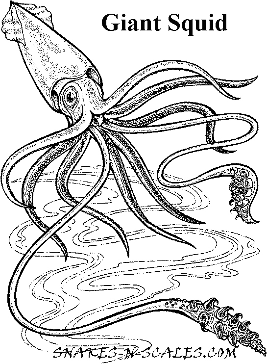 Giant Squid Coloring Page 545x742 Giant Squid Coloring Page