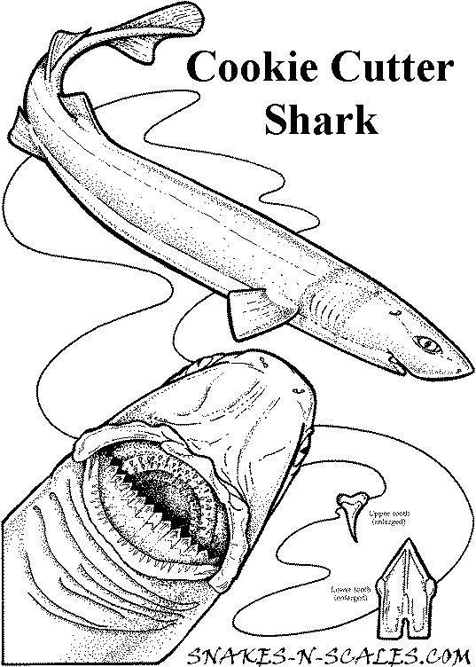 Cookie Cutter Shark Coloring Page 537x752 Cookie Cutter Shark Coloring Page