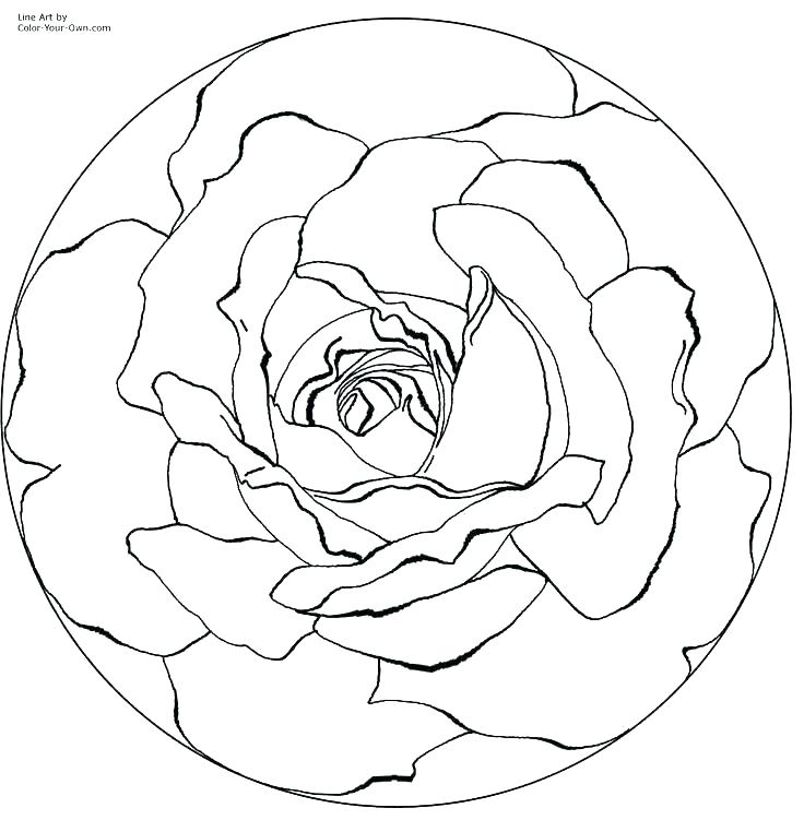 736x751 Printable Pictures Of Free Coloring Rose Colouring Pages Printable