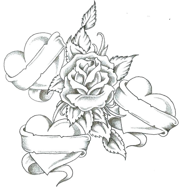 736x764 Rose Coloring Pages Beautiful Big Rose A Derrick Rose Coloring