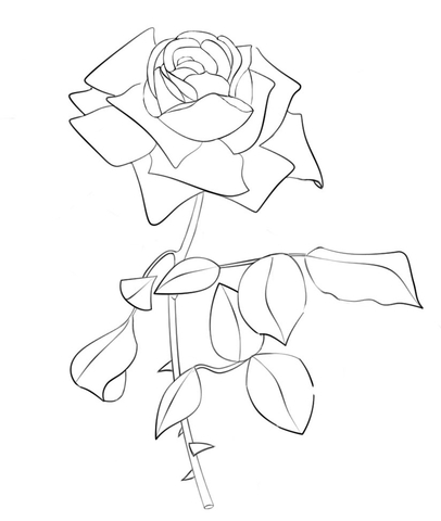 406x480 Rose Pictures To Colour