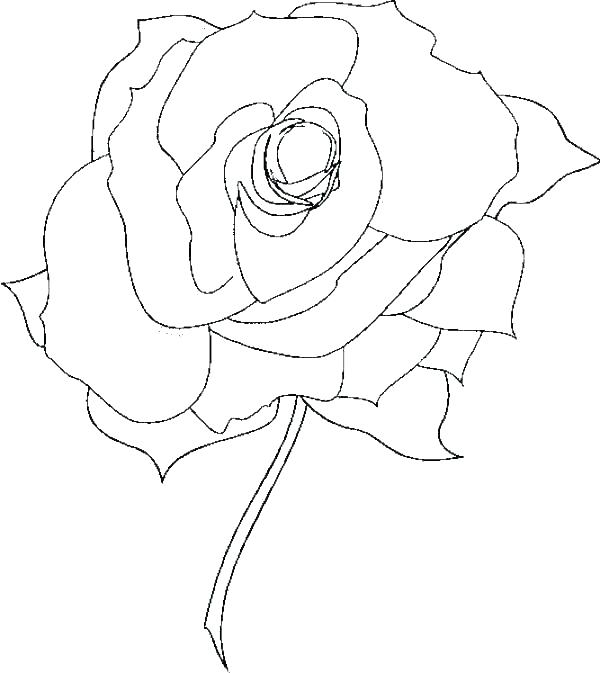 600x673 Roses Coloring Page Coloring Pages Rose Roses Coloring Pages