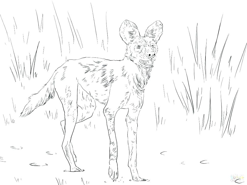 Desert Animals And Plants Coloring Pages