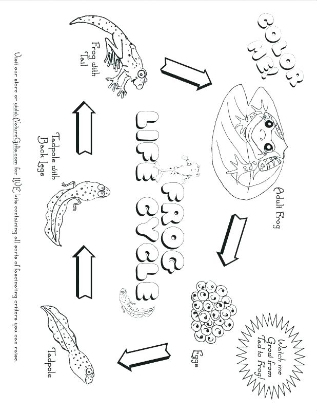 Desert Coloring Pages Desert Animals And Plants Coloring Pages 618x800 Desert Coloring Pages Desert Animals And Plants Coloring Pages