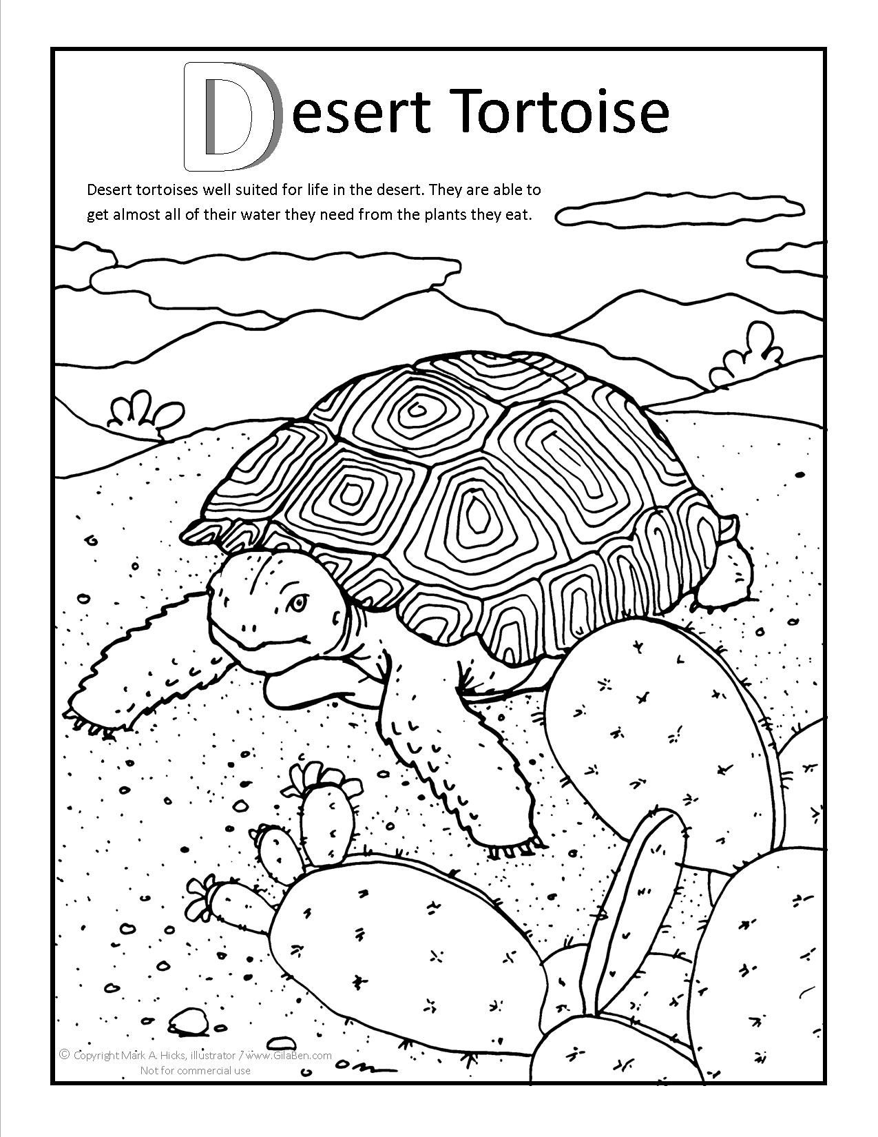 Fresh Desert Tortoise Coloring Page 1275x1650 Fresh Desert Tortoise Coloring Page