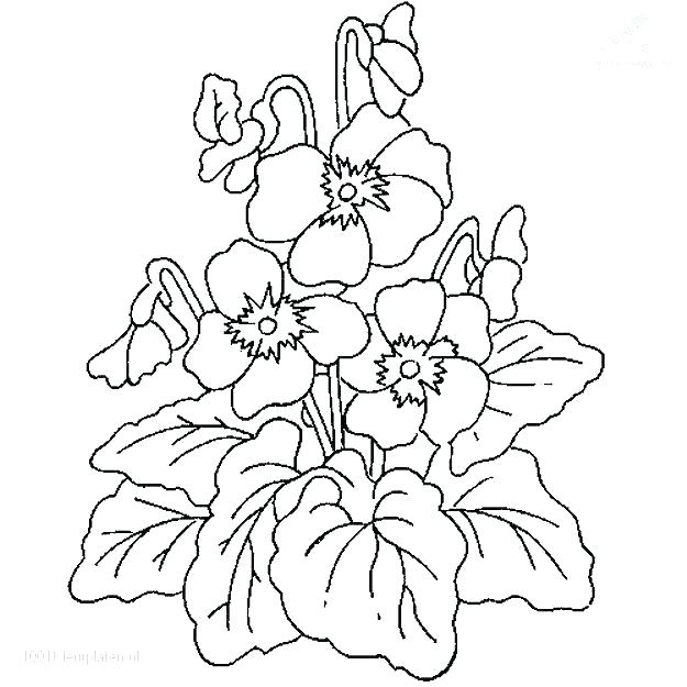 Desert Animals And Plants Coloring Pages at GetColorings.com | Free ...